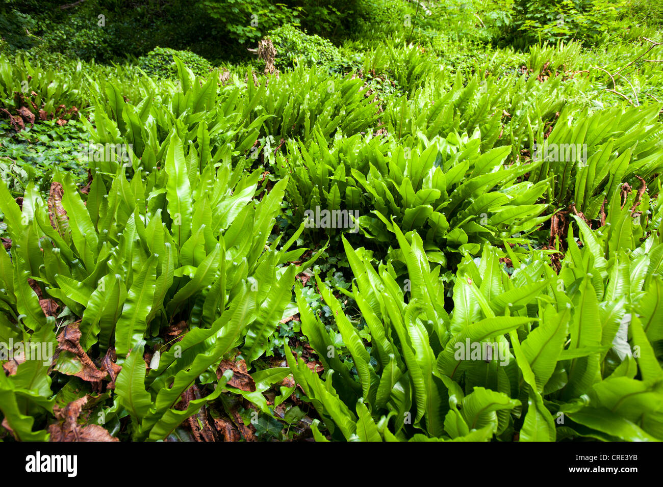 Harts Tongue fern growing on the undercliff on the Dorset coast path