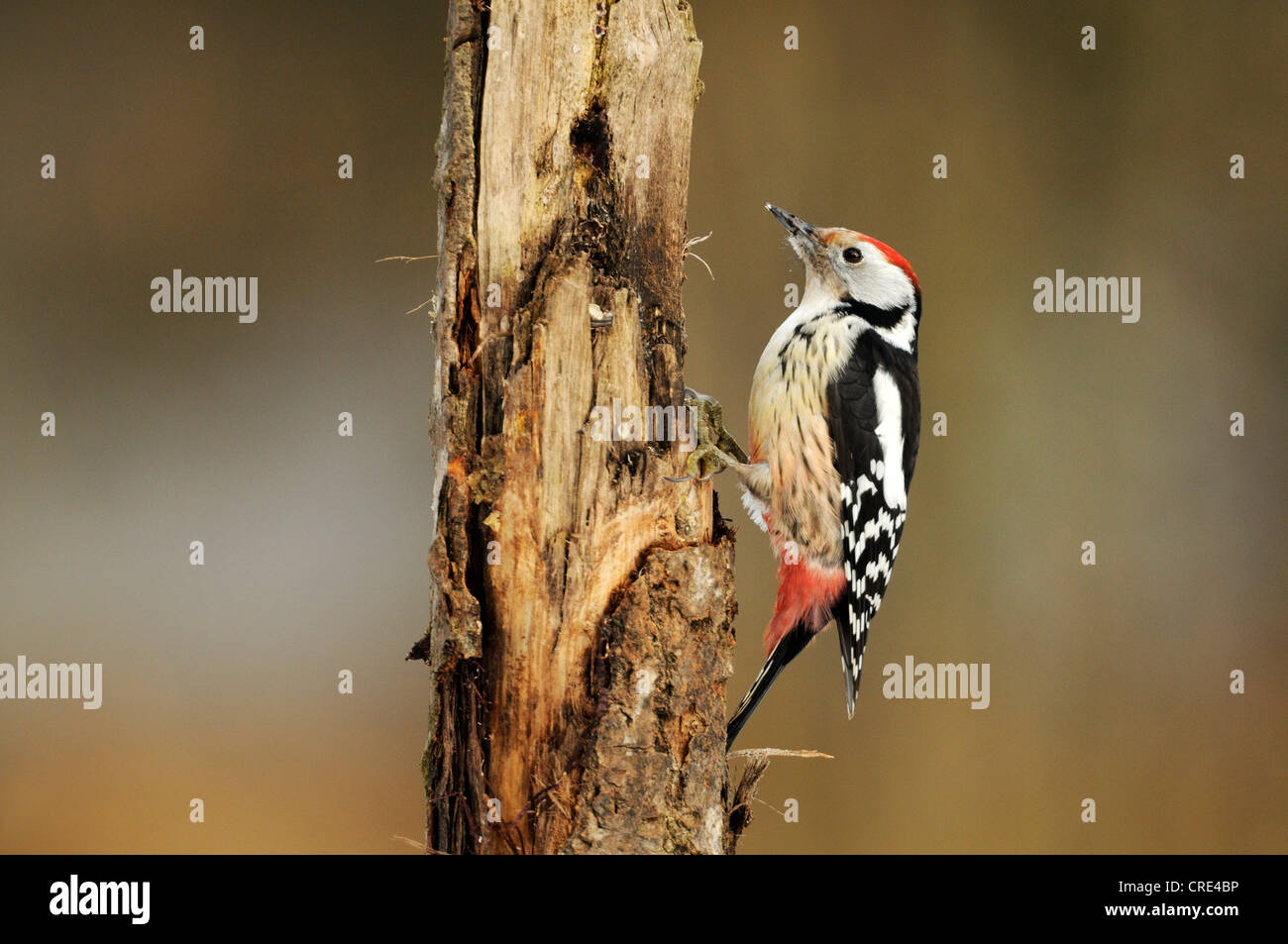 Middle Spotted Woodpecker (Dendrocopos medius), on tree trunk, searching of food Stock Photo