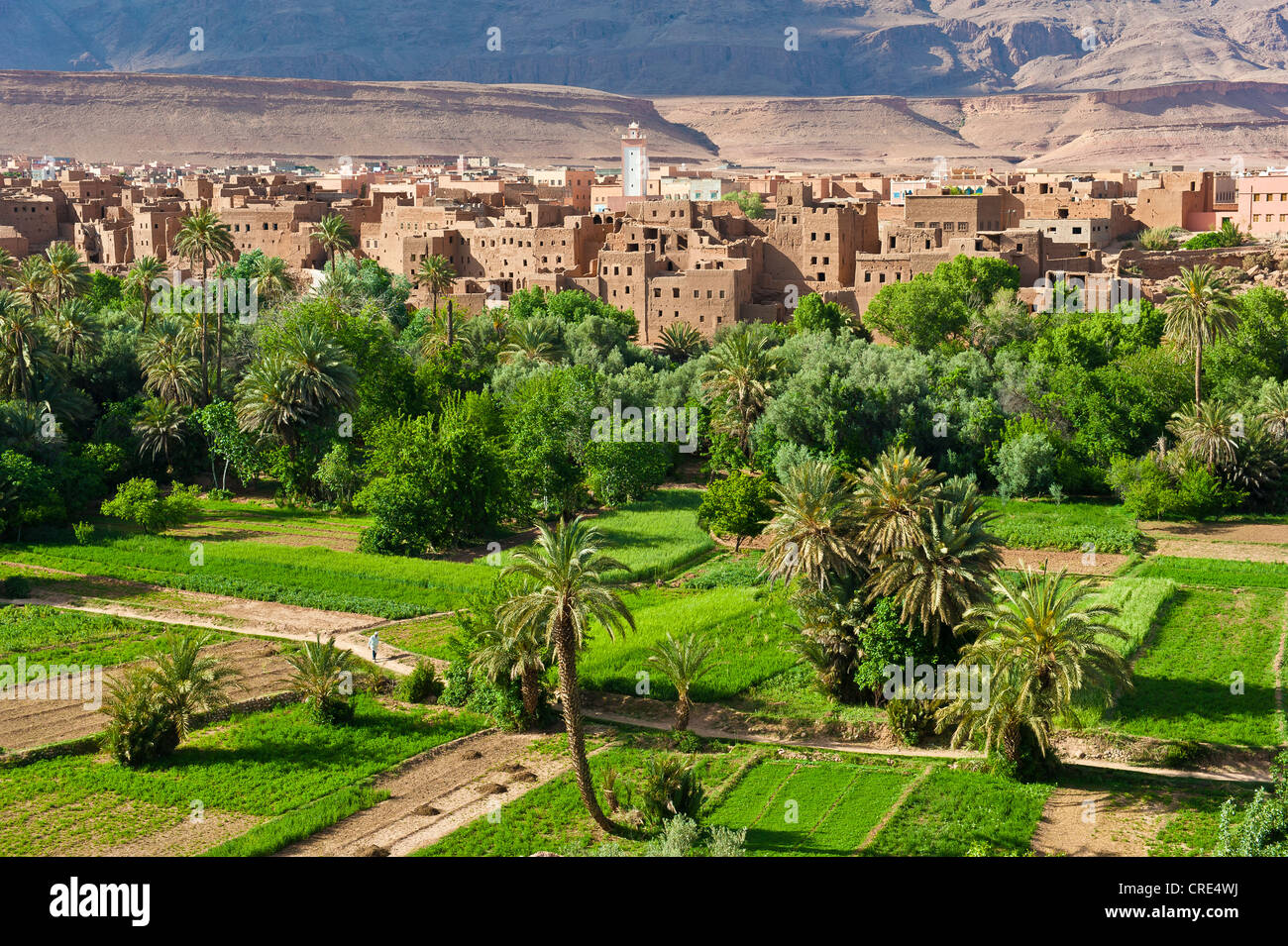 Oasis with fields, date palms and fruit trees, village of mud-walled houses at the back, Ksar Berber village with a mosque Stock Photo
