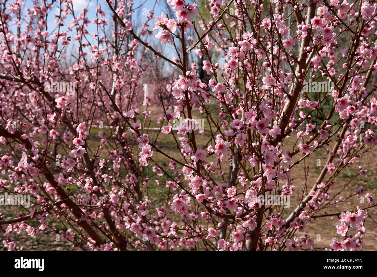 "Nectarine trees" with flowers in spring Stock Photo Alamy