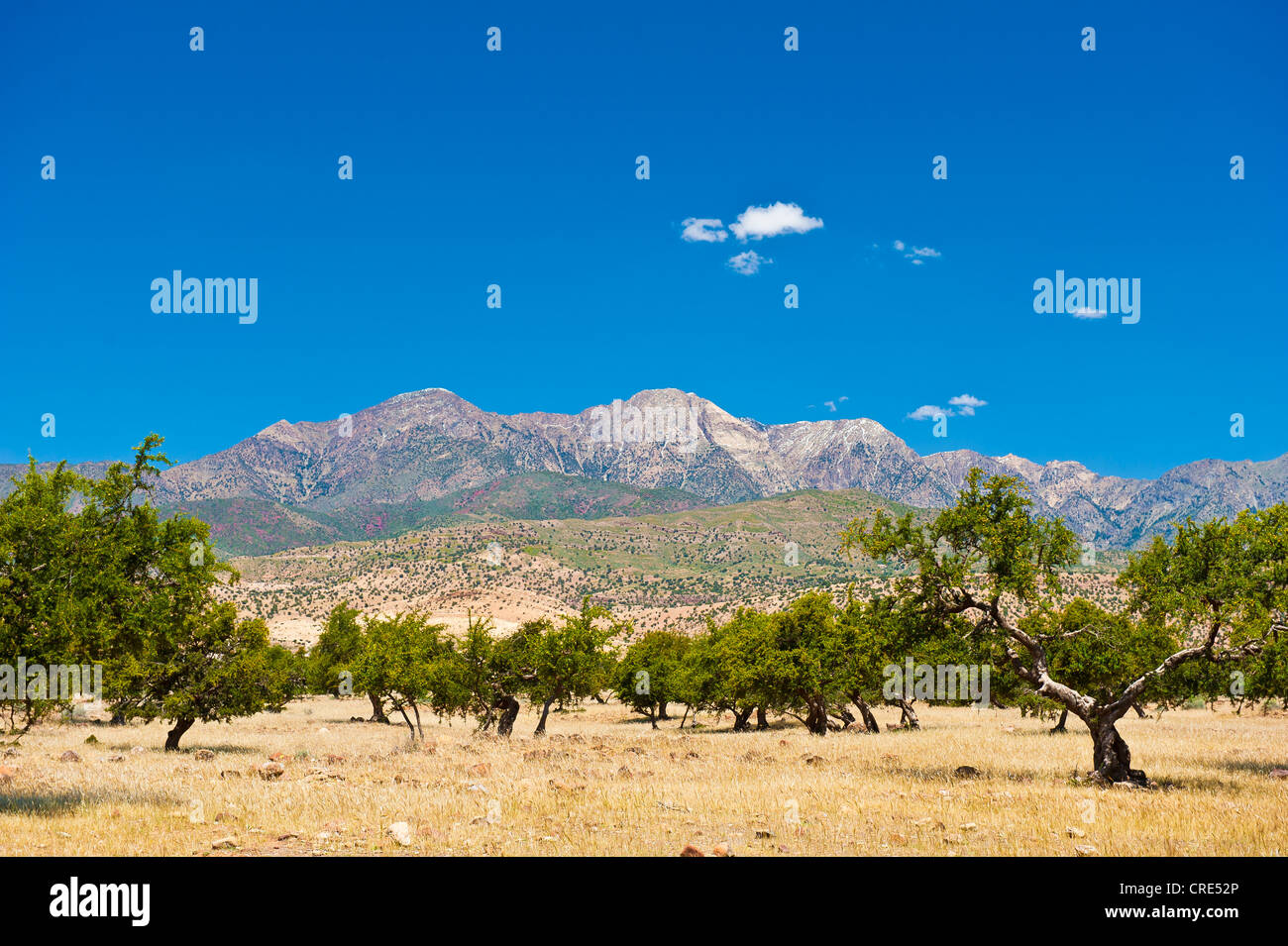 Mountain landscape in the High Atlas Mountains covered with Argan Trees (Argania spinosa), Tizi-n-Test Mountain Pass Road Stock Photo