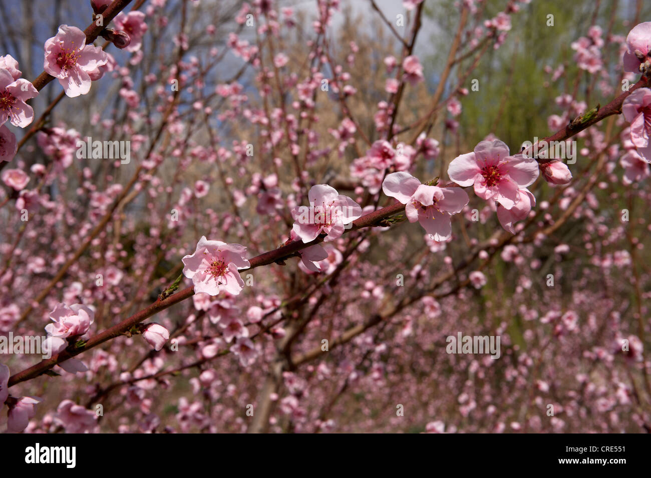 Branch of "nectarine trees" with flowers in spring Stock Photo Alamy