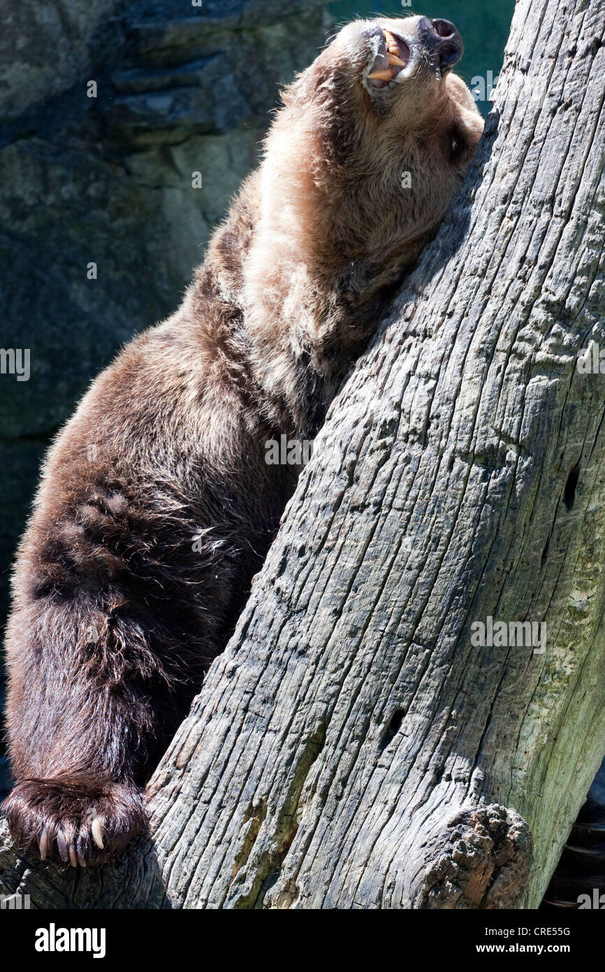 Big brown bear scratching on the log. Stock Photo