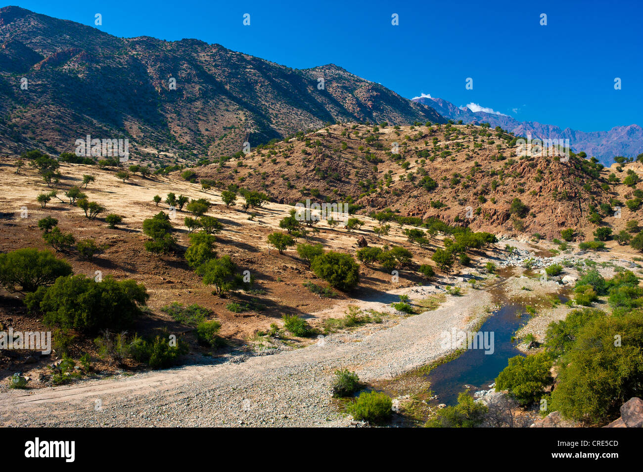Typical mountain landscape with a river bed and Argan Trees (Argania spinosa), Anti-Atlas Mountains, Valley of the Ammeln Stock Photo