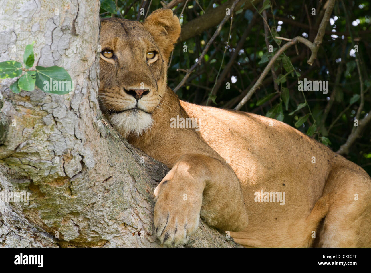 African Lioness (Panthera leo) in tree, Ishasha sector, Queen Elizabeth National Park,Uganda Stock Photo