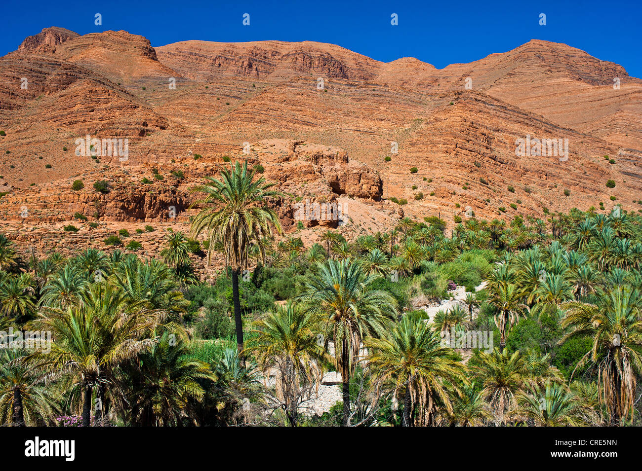 Typical rocky landscape with Date Palms (Phoenix) growing in a dry river bed, Ait Mansour Valley, Anti-Atlas Mountains Stock Photo