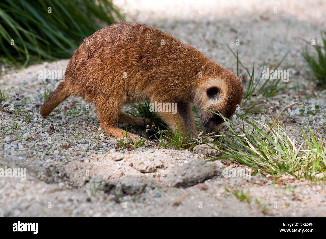 Meerkat digging in the ground. Stock Photo