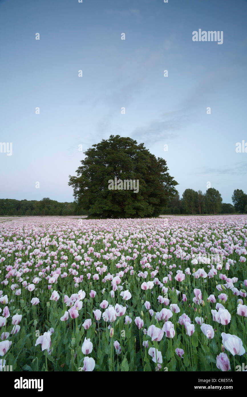 Opium Poppies Field High Resolution Stock Photography and Images - Alamy