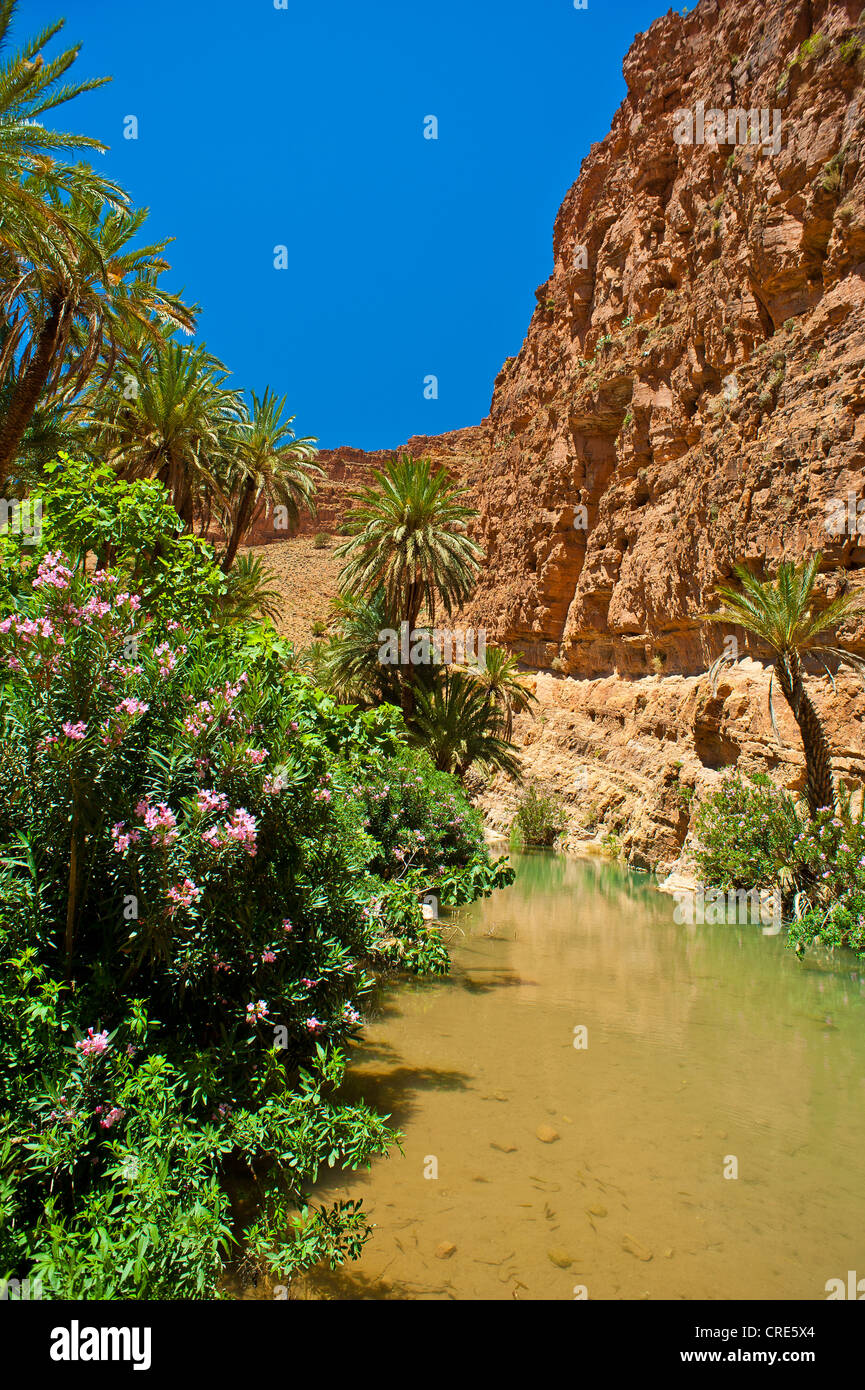 Flowering Oleander (Nerium oleander) and Date Palms (Phoenix) beside a river in the Ait Mansour Valley, Anti-Atlas Mountains Stock Photo