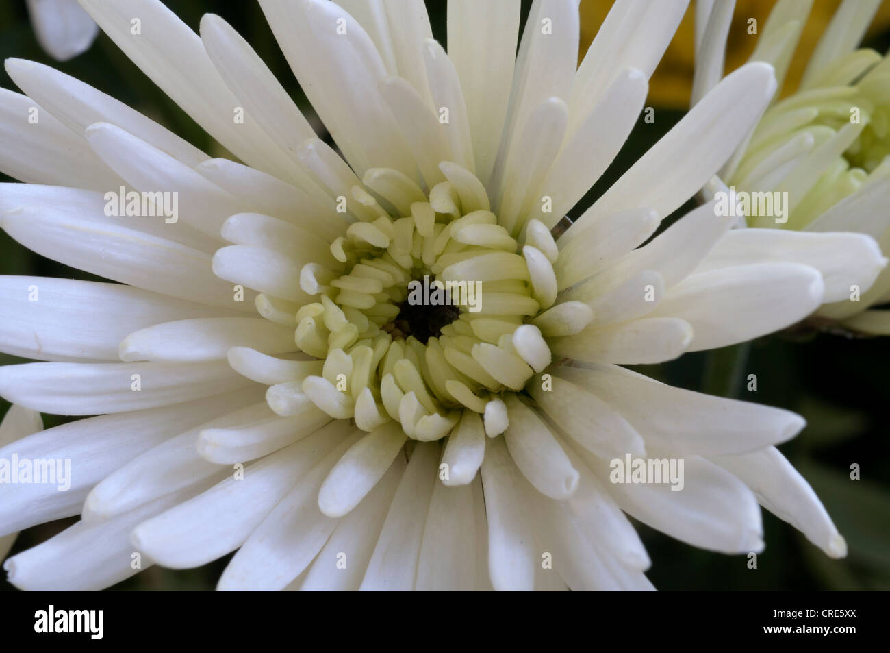 White chrysanths hi-res stock photography and images - Alamy
