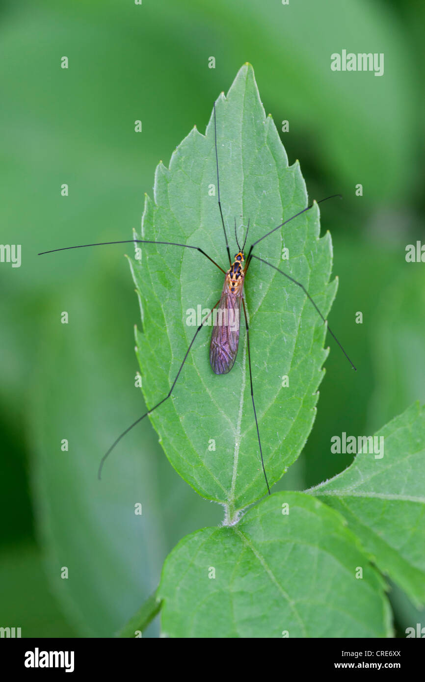 Spotted Cranefly Nephrotoma appendiculata at rest on a leaf Stock Photo