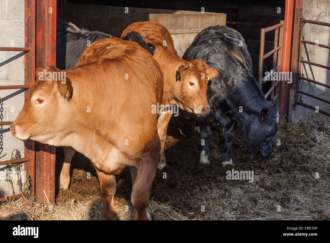Cattle sheds hires stock photography and images Alamy