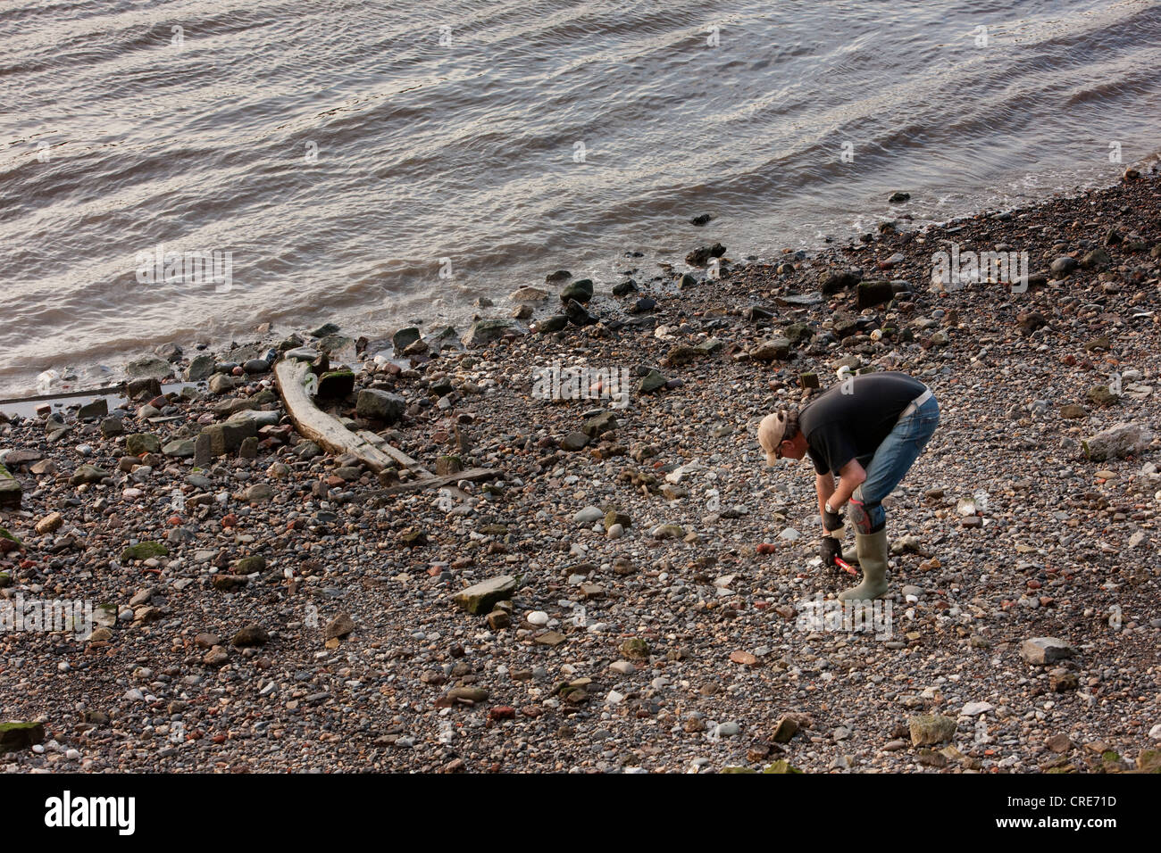 Mudlark Stock Photo