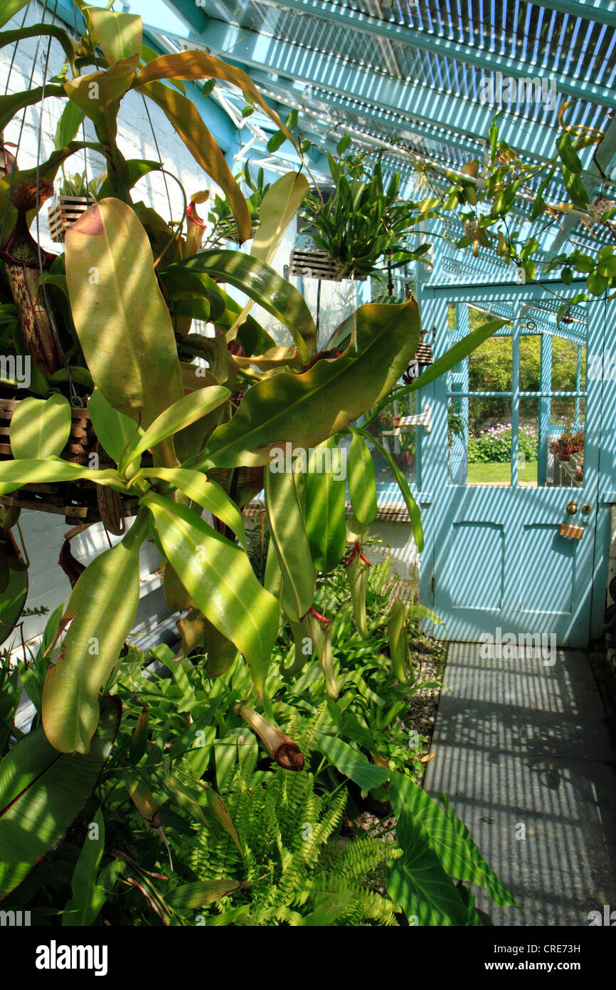 Tropical plant hothouse in the garden of Down House, home of Charles Darwin, Downe, Kent UK Stock Photo