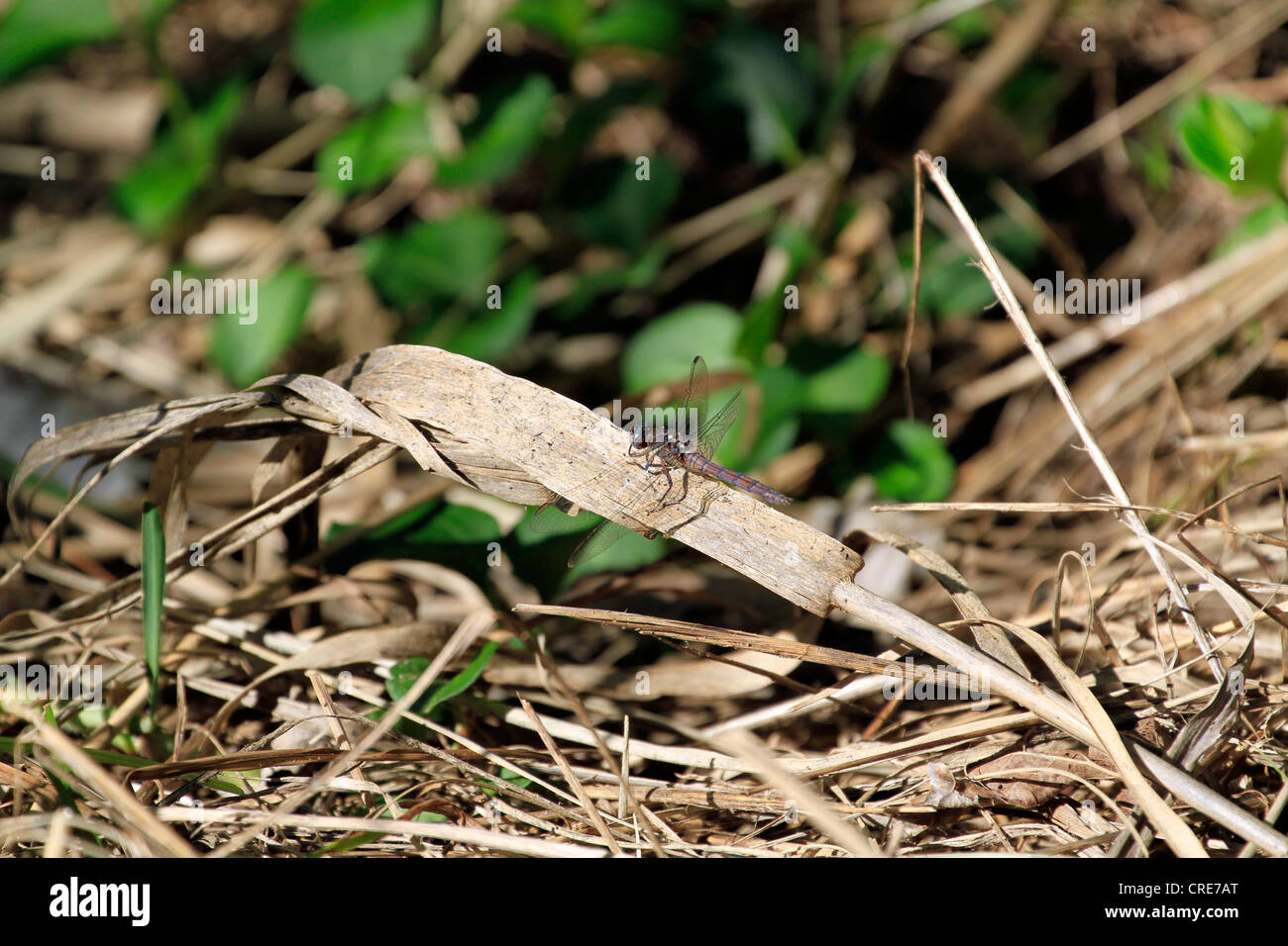 Dragonfly sitting on a dry reed Stock Photo - Alamy