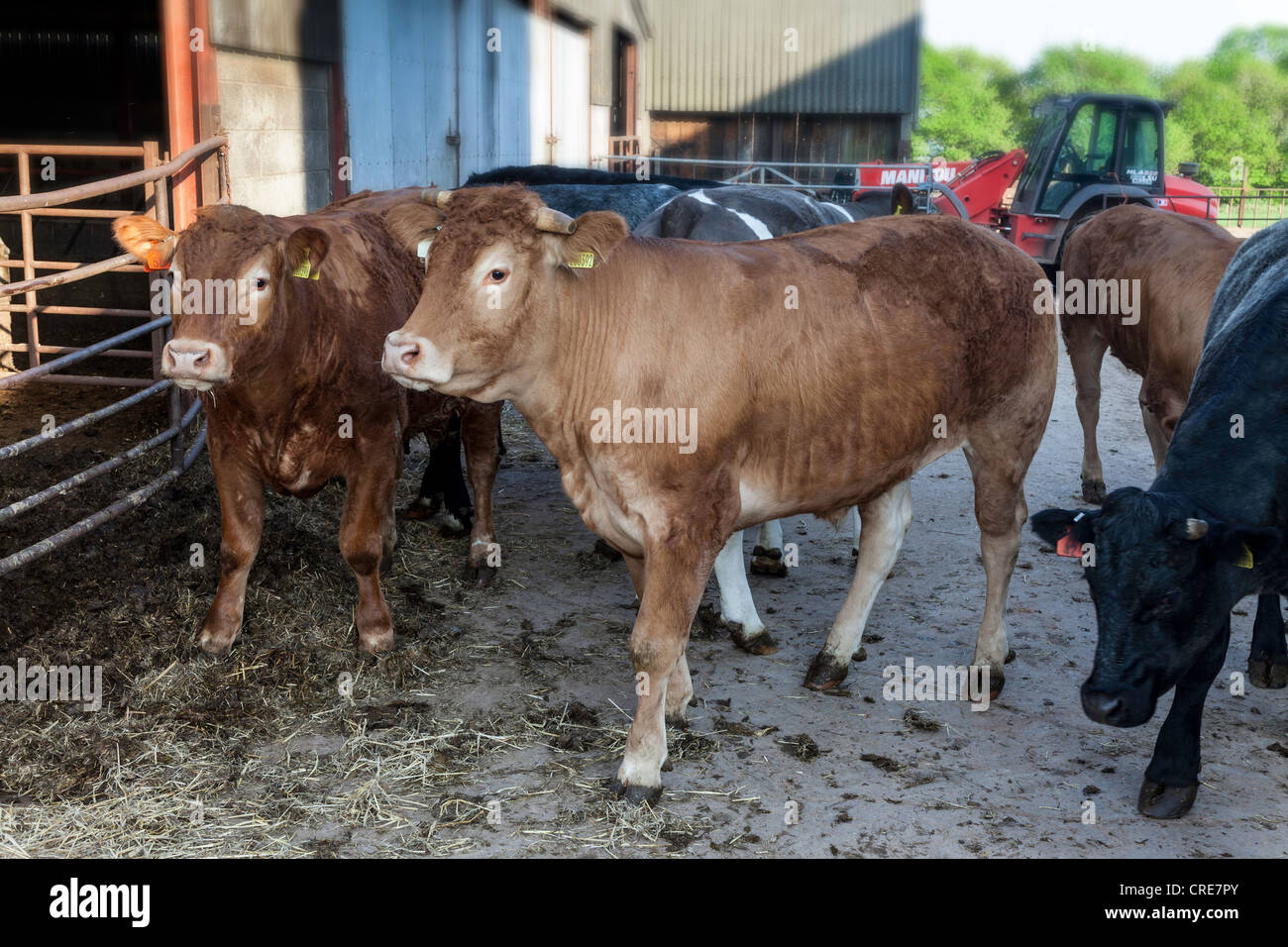 Beef cattle in farmyard on farm in Gloucestershire UK Stock Photo