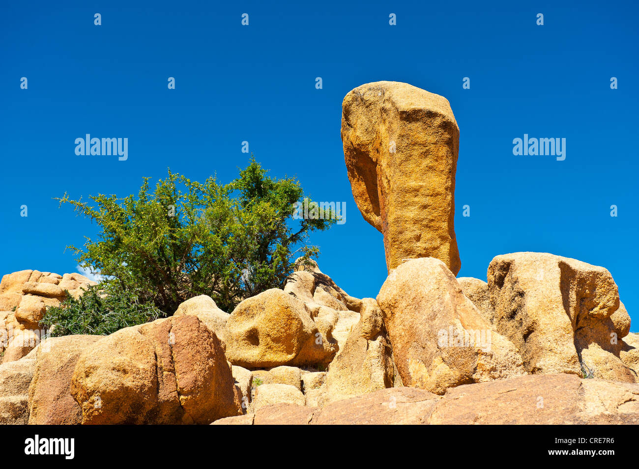 Granite boulders lying on a rocky outcrop, with young Argan (Argania spinosa) trees growing between the rocks Stock Photo