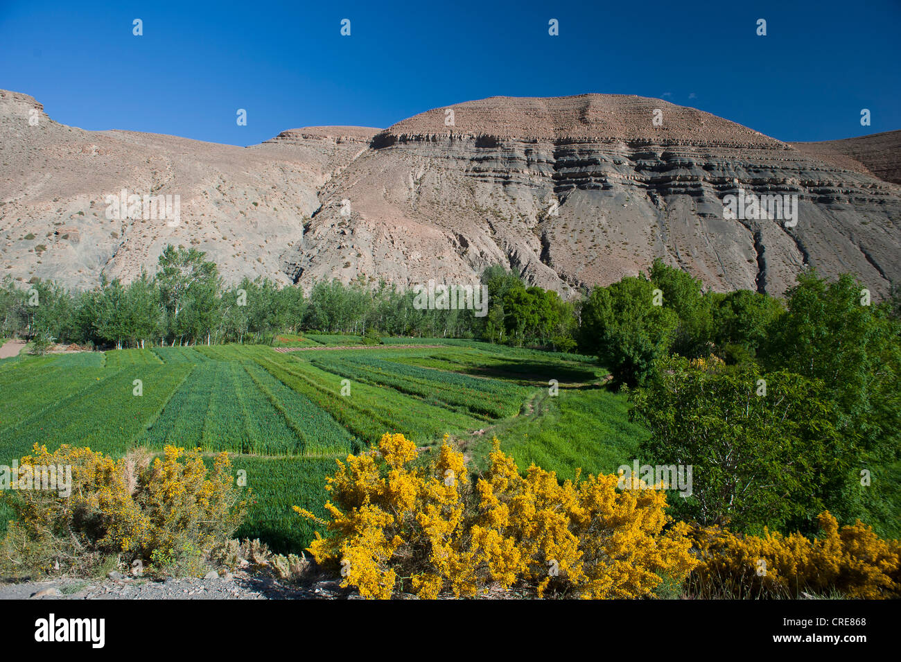 Flowering genista and green fields in front of mountain slopes characterized by erosion in the Dades Valley Stock Photo