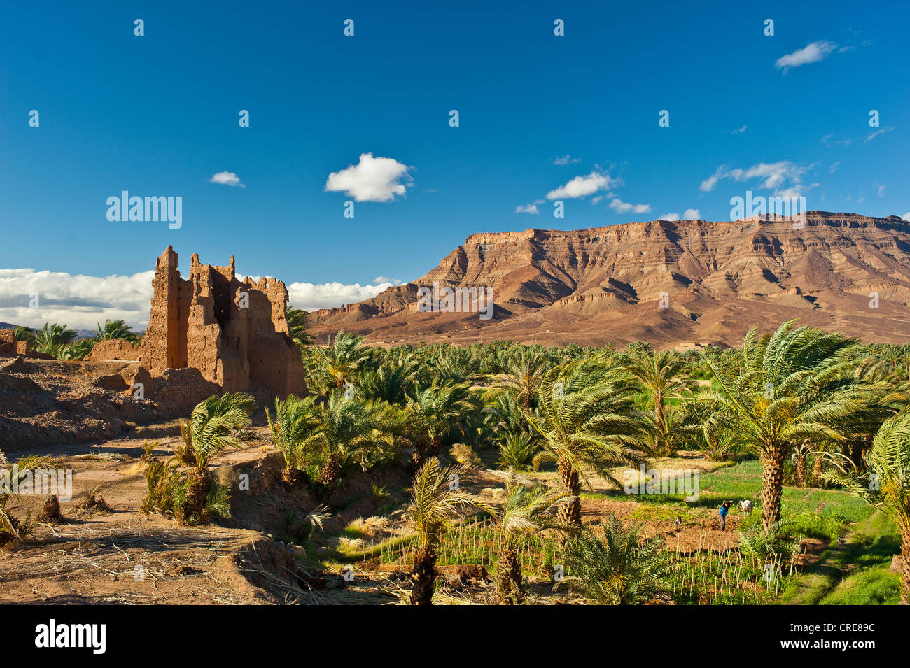 Ruinous Kasbah, constructed from adobe, residential castle of the Berbers, palm trees in front of the mountain chain of the Stock Photo