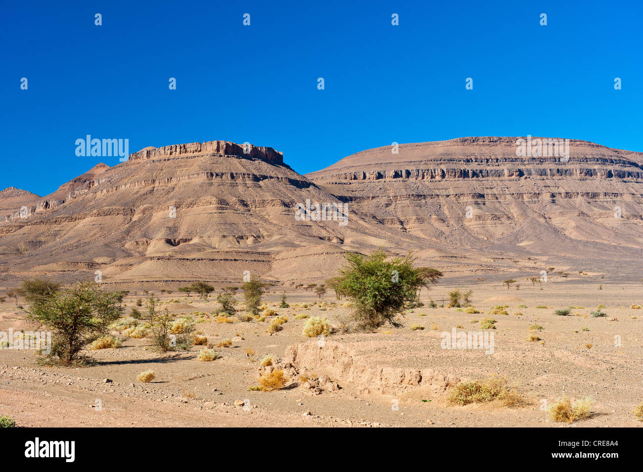 Acacias and thorny plants in a dry rocky desert with table mountains, Draa Valley, southern