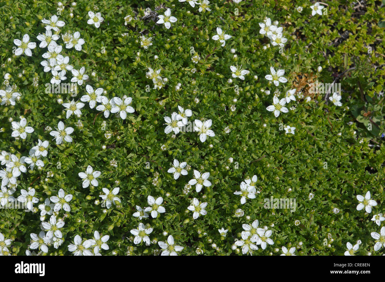 Minuartia rupestris, Caryophyllaceae Stock Photo