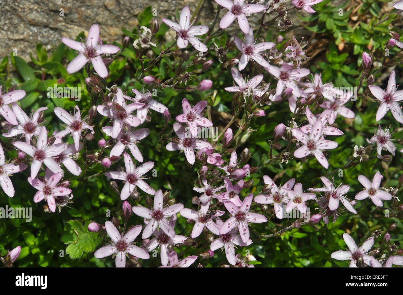 Arenaria purpurascens, Caryophyllaceae Stock Photo - Alamy