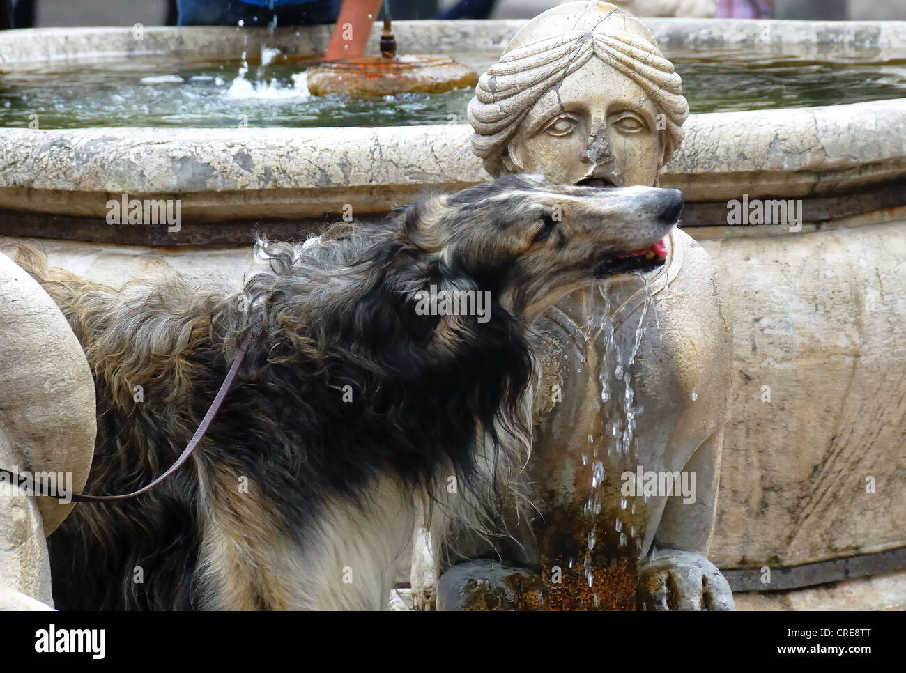 Bergamo, Italy : Contarini fountain, Piazza Vecchia, Upper Town. A dog (Russian Wolfhound - Borzoi) drinking from the fountain. Stock Photo