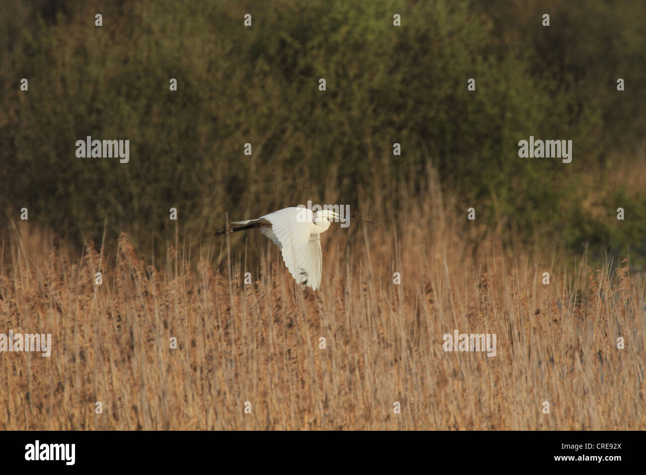 A Great White Egret carrying nesting material to the first known successful nest of this species in the UK. Stock Photo
