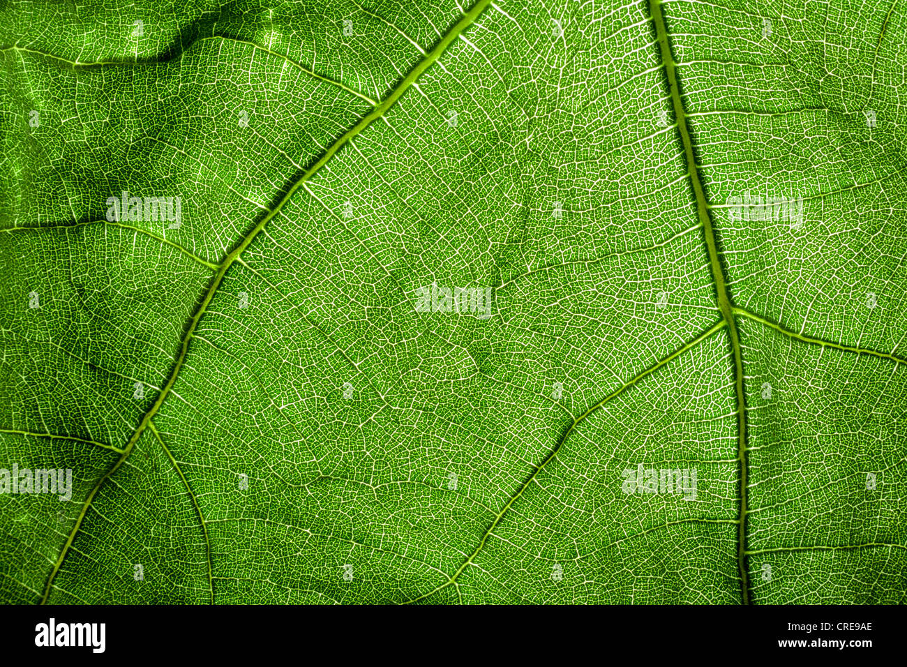 Leaf texture hi-res stock photography and images - Alamy