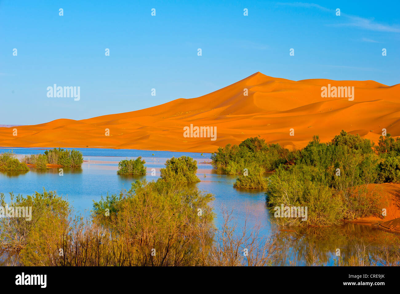 Erg Chebbi sand dunes behind a temporal lake formed after heavy rains with tamarisks (Tamaricaceae), Sahara, southern Morocco Stock Photo