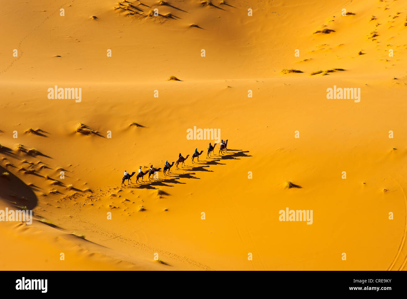 Tourists riding dromedaries in the Erg Chebbi sand dunes, Sahara, southern Morocco, Africa Stock Photo