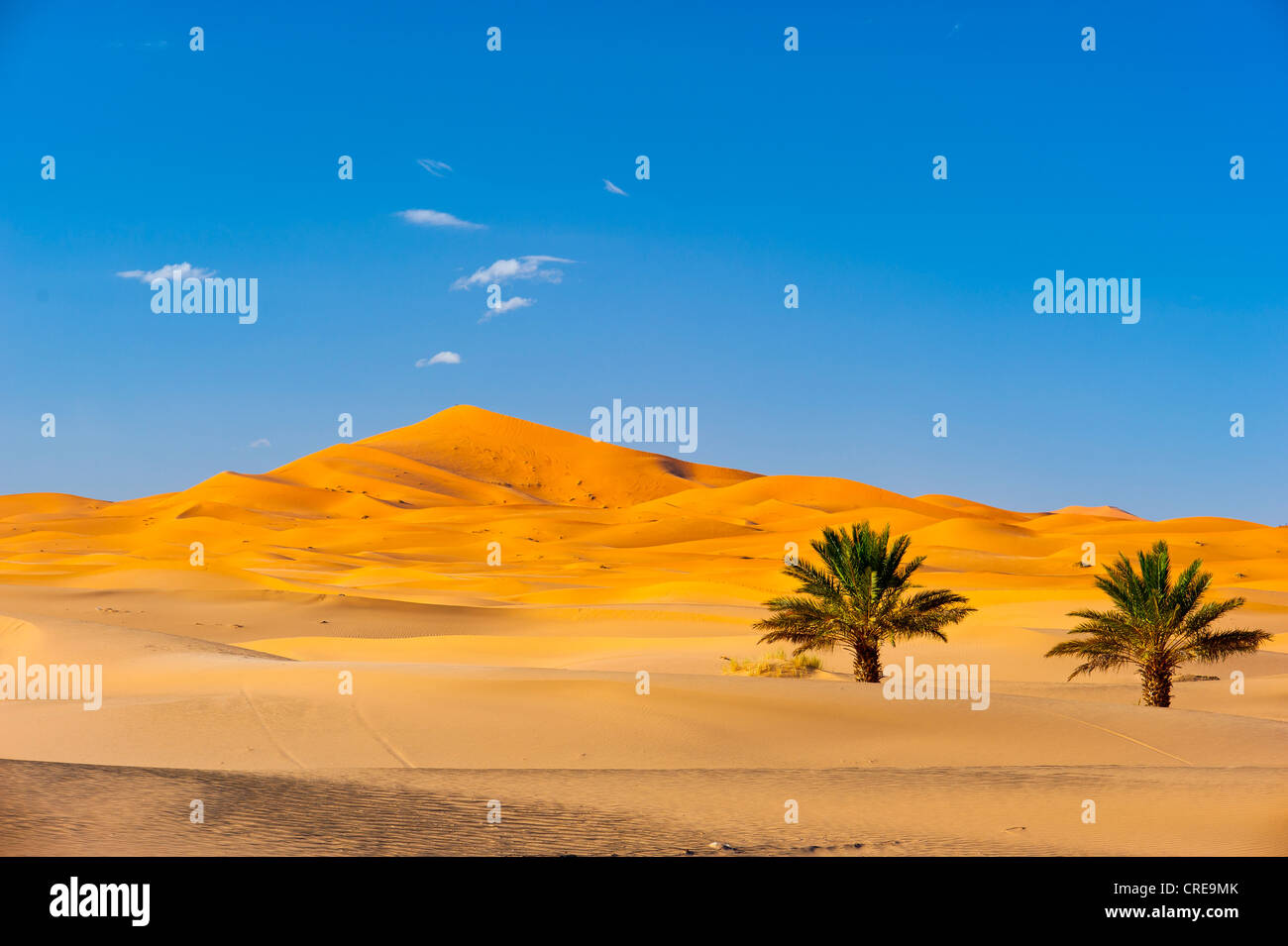 Erg Chebbi sand dunes and two palm trees, Sahara, southern Morocco, Africa Stock Photo