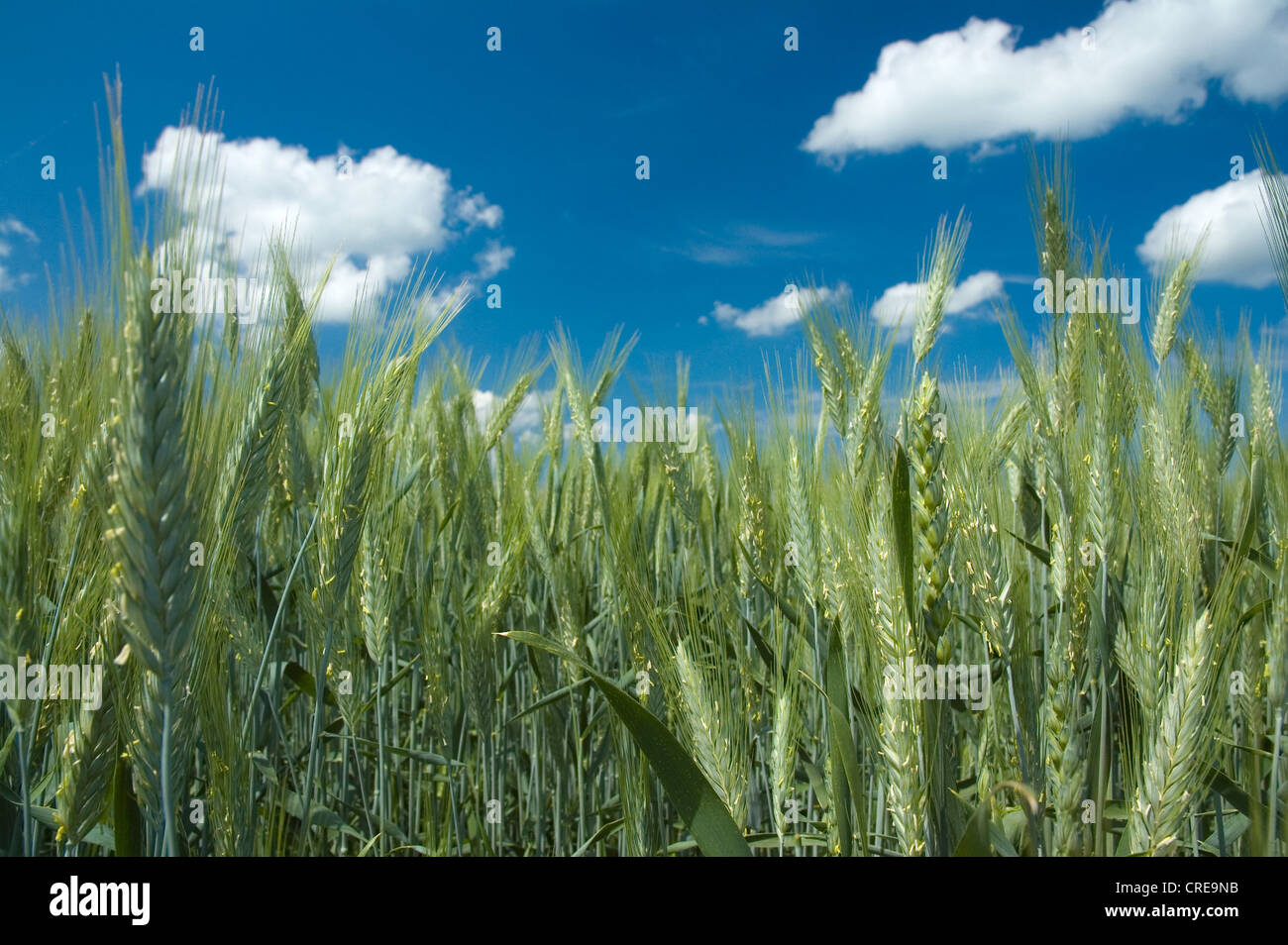 Wheat field with blue sky background Stock Photo - Alamy