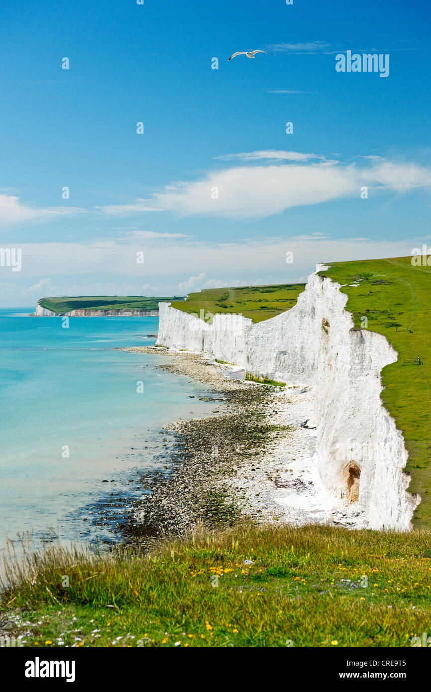 The white chalk cliffs of Seven Sisters on the South Downs on a sunny summer day with a seagull flying above Stock Photo