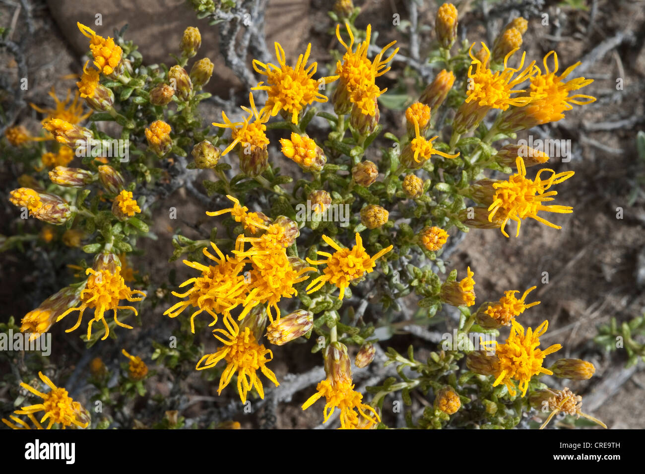 Mata torcida (Nardophyllum obtusifolium) Parque National Monte Leon Atlantic coast Santa Cruz Province Argentinian Patagonia Stock Photo