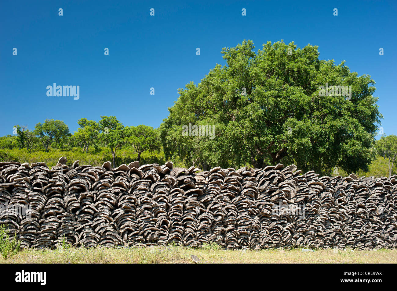 Cork stacked for drying in front of Cork oak (Quercus suber), Morocco