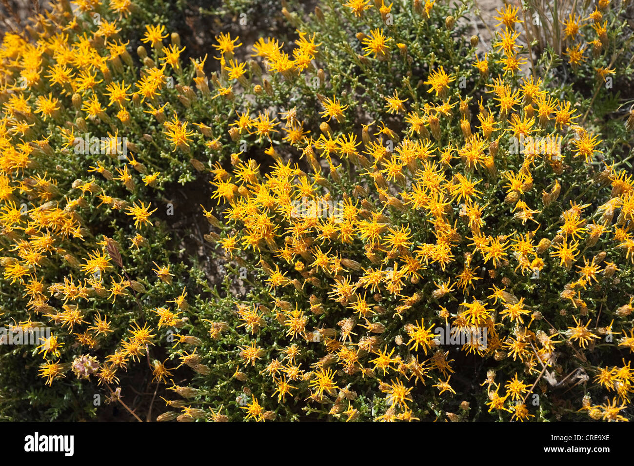 Mata torcida (Nardophyllum obtusifolium) Parque National Monte Leon Atlantic coast Santa Cruz Province Argentinian Patagonia Stock Photo