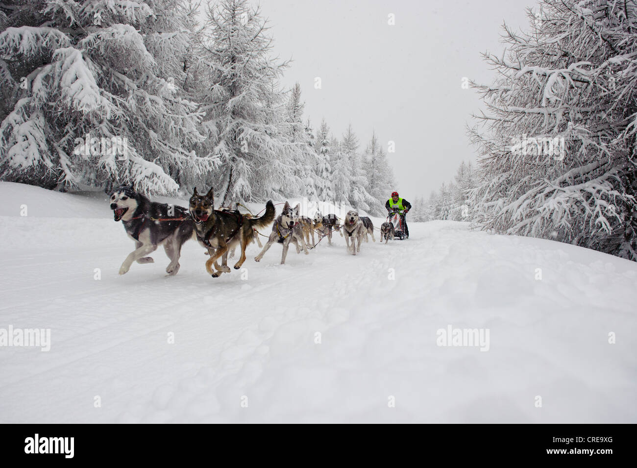 Dog Sled team racing in Jakuszyce, Poland. Stock Photo