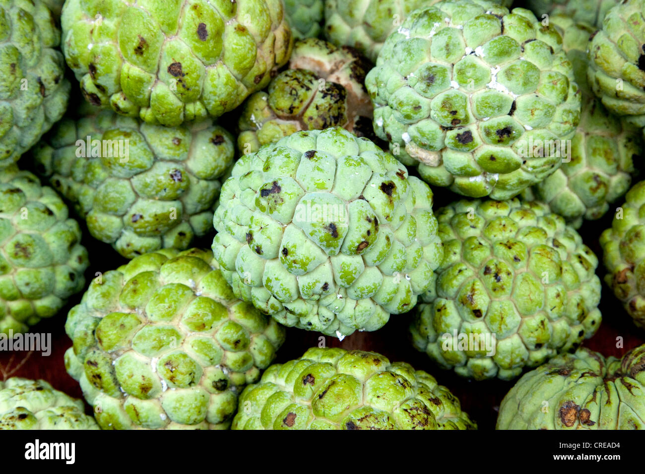 Fresh Apple Fruit, Indian