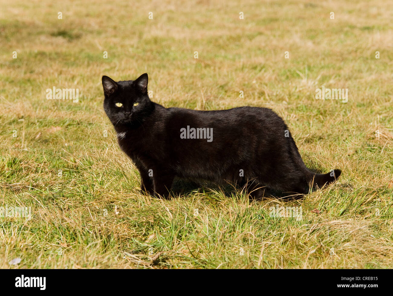 Domestic cat, Germany, Europe Stock Photo