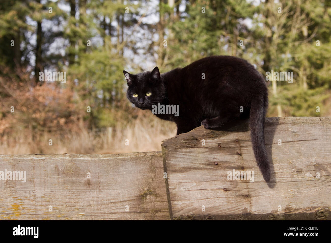 Black domestic cat sitting on a wooden fence, Vulkaneifel region, Rhineland-Palatinate, Germany, Europe Stock Photo