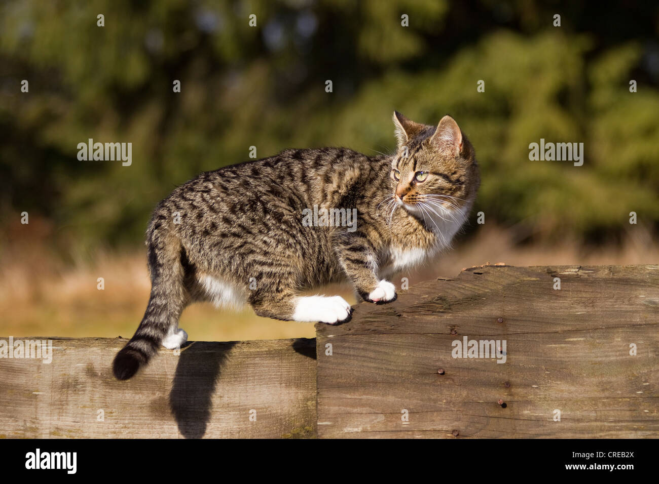 Tabby cat standing on a wooden fence, Vulkaneifel Region, Rhineland-Palatinate, Germany, Europe Stock Photo