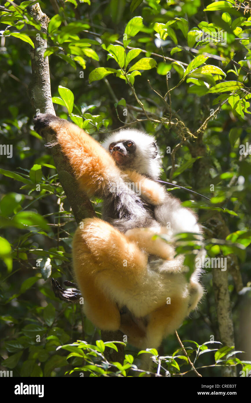 Diademed Sifaka or Simpona (Propithecus diadema), with young sitting on tree branch, feeding, Madagascar, Africa Stock Photo