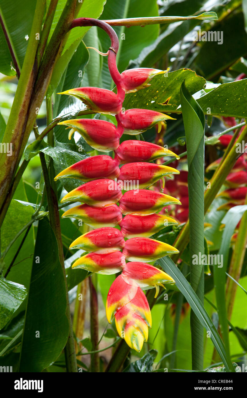 Red heliconia (Heliconia pendula), flower, Reunion island, Indian Ocean Stock Photo