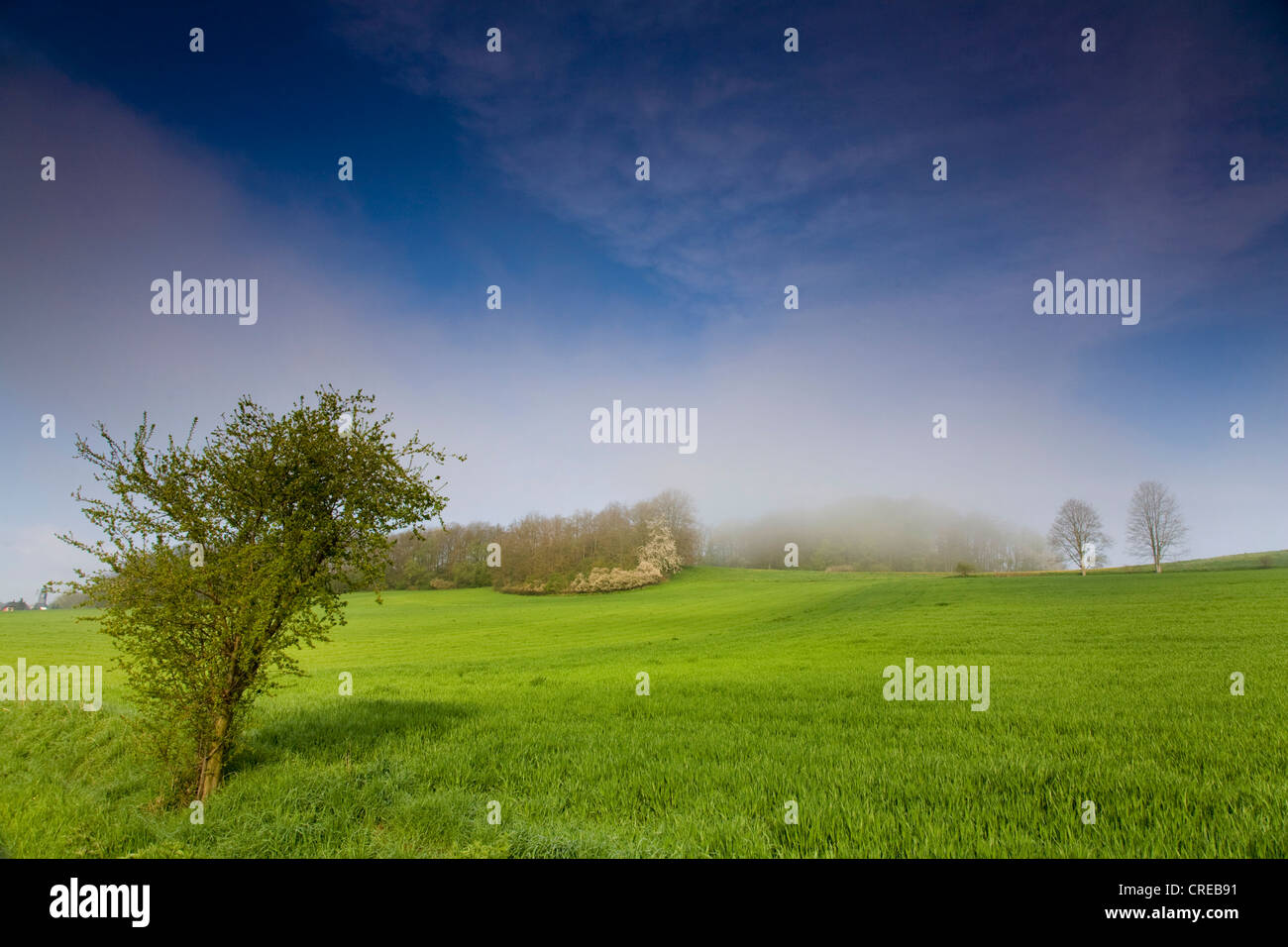 meadow landscape in mist, Germany, Saxony, Vogtland Stock Photo