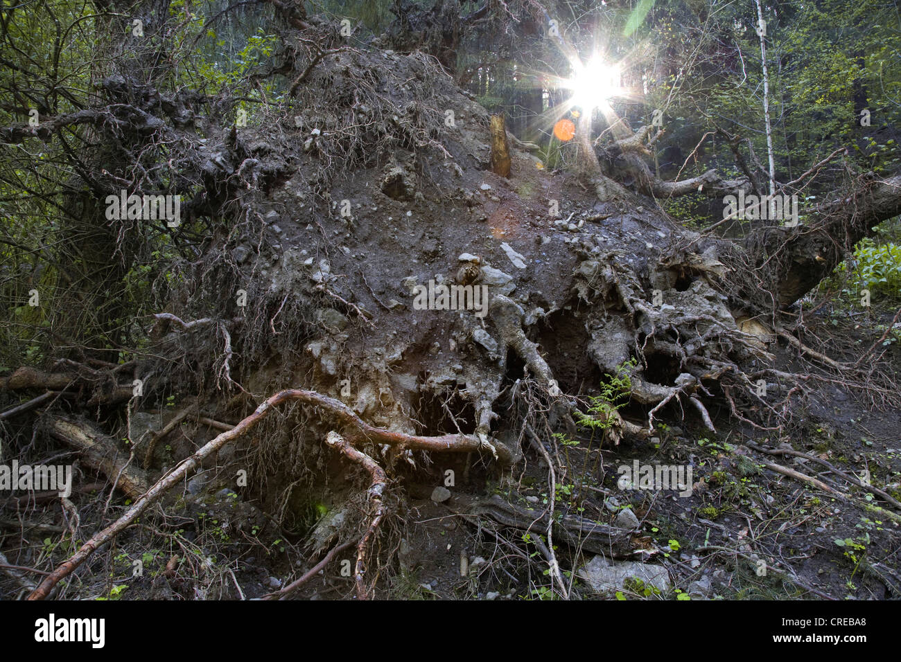 roots of a overturned tree in back light, Germany, Saxony, Vogtlaendische Schweiz Stock Photo