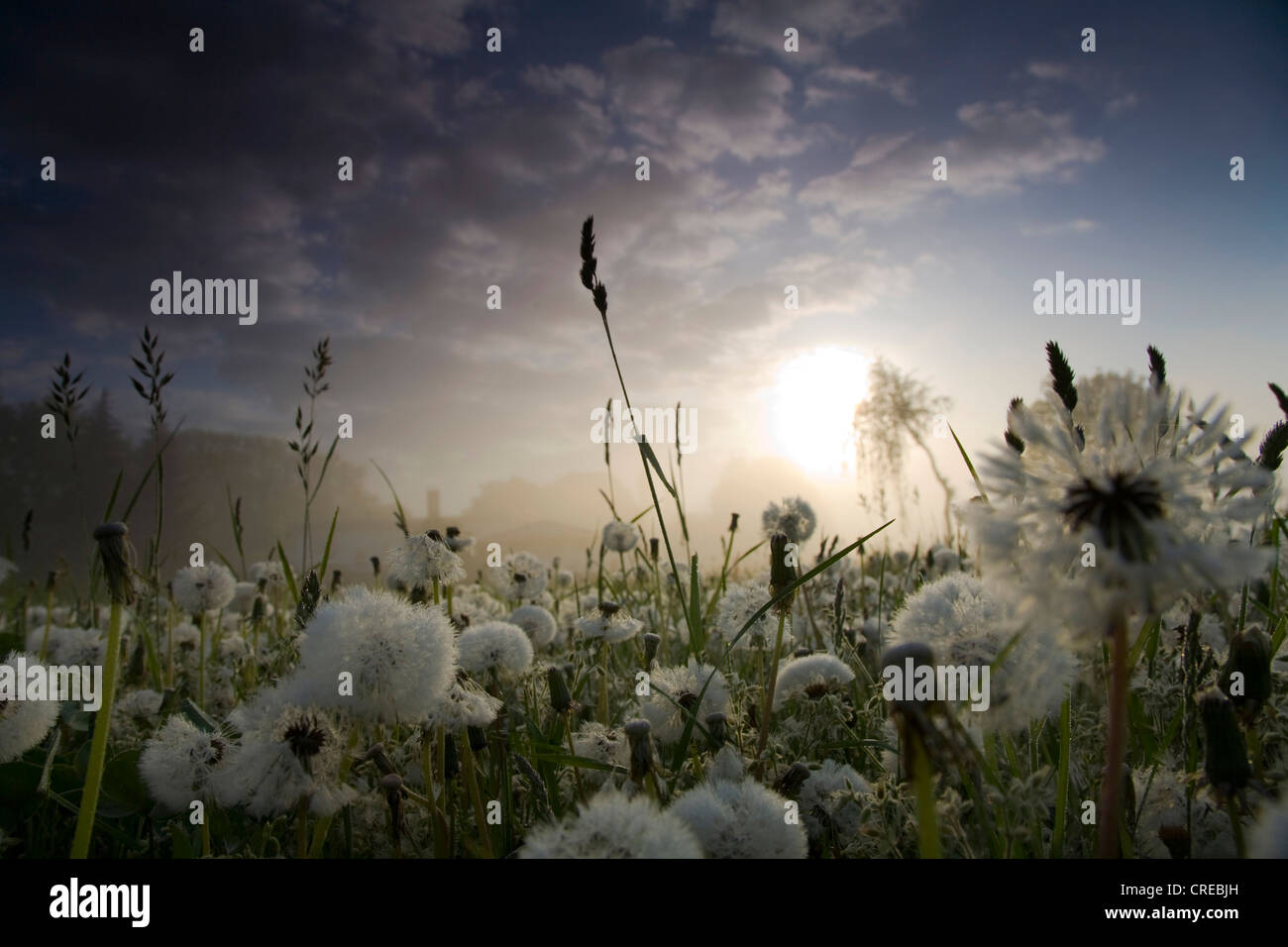 sunrise over a meadow with dandelion, Germany, Saxony, Vogtland, Jocketa Stock Photo