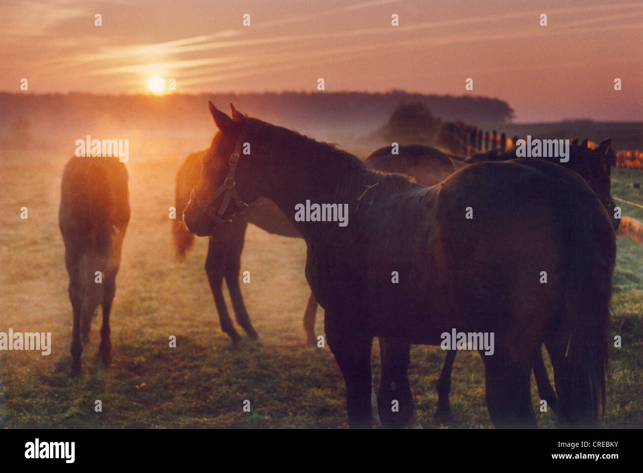 Horses on the pasture at sunrise, Görlsdorf, Germany Stock Photo