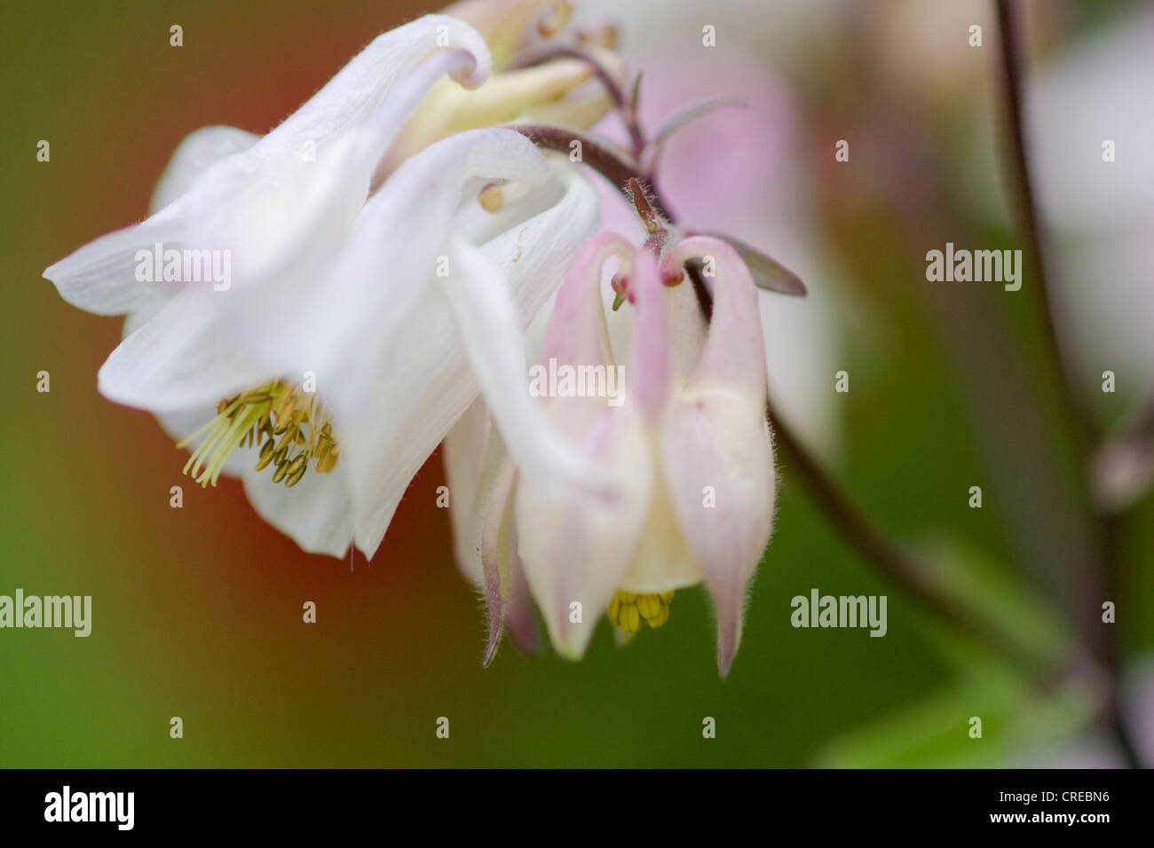 columbine (Aquilegia spec.), blossoms Stock Photo