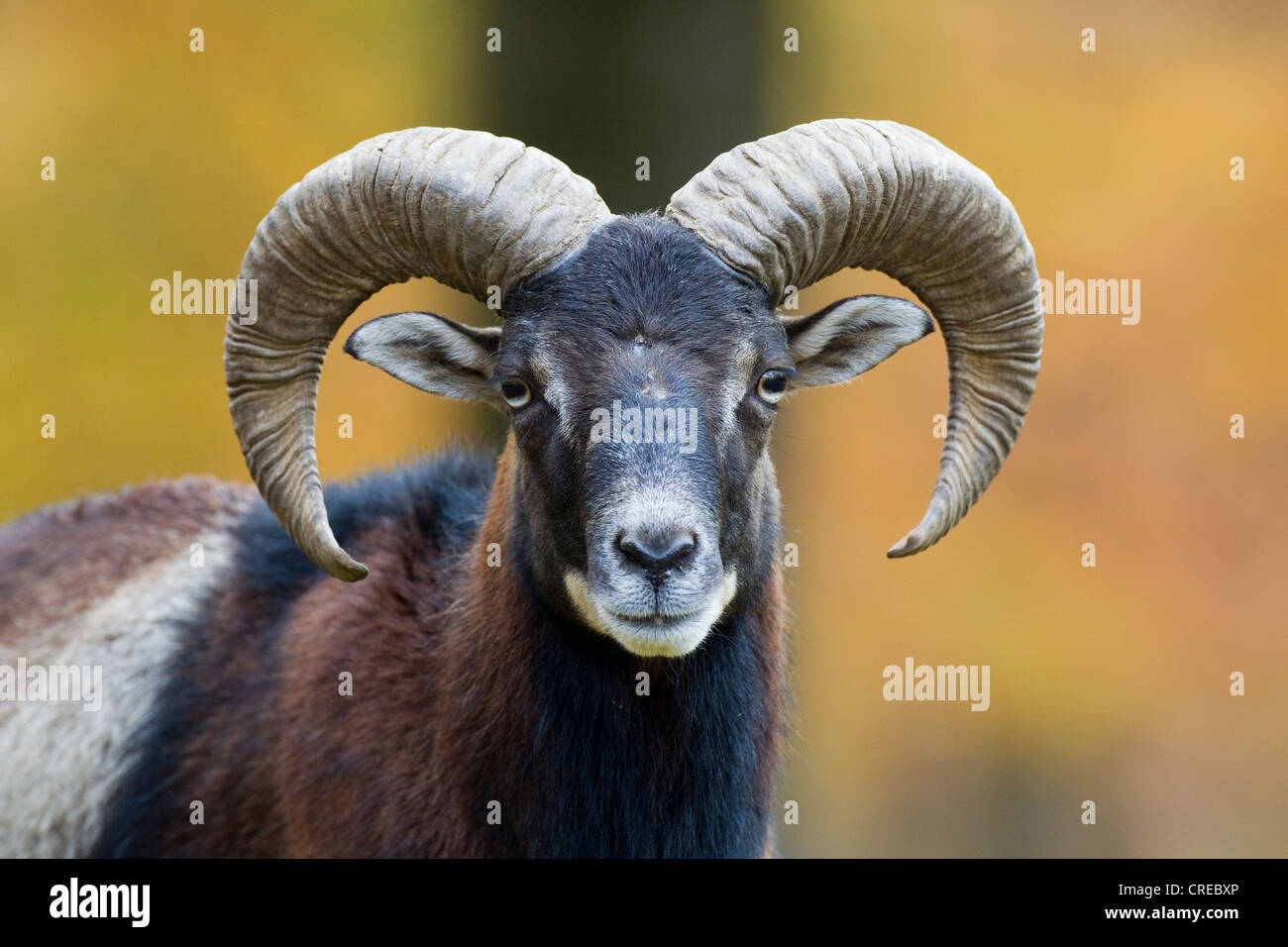 Mouflon Ovis Orientalis Daun Wildlife Park Rhineland Palatinate Germany Europe Stock Photo